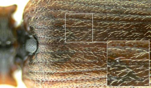 Athous subfuscus